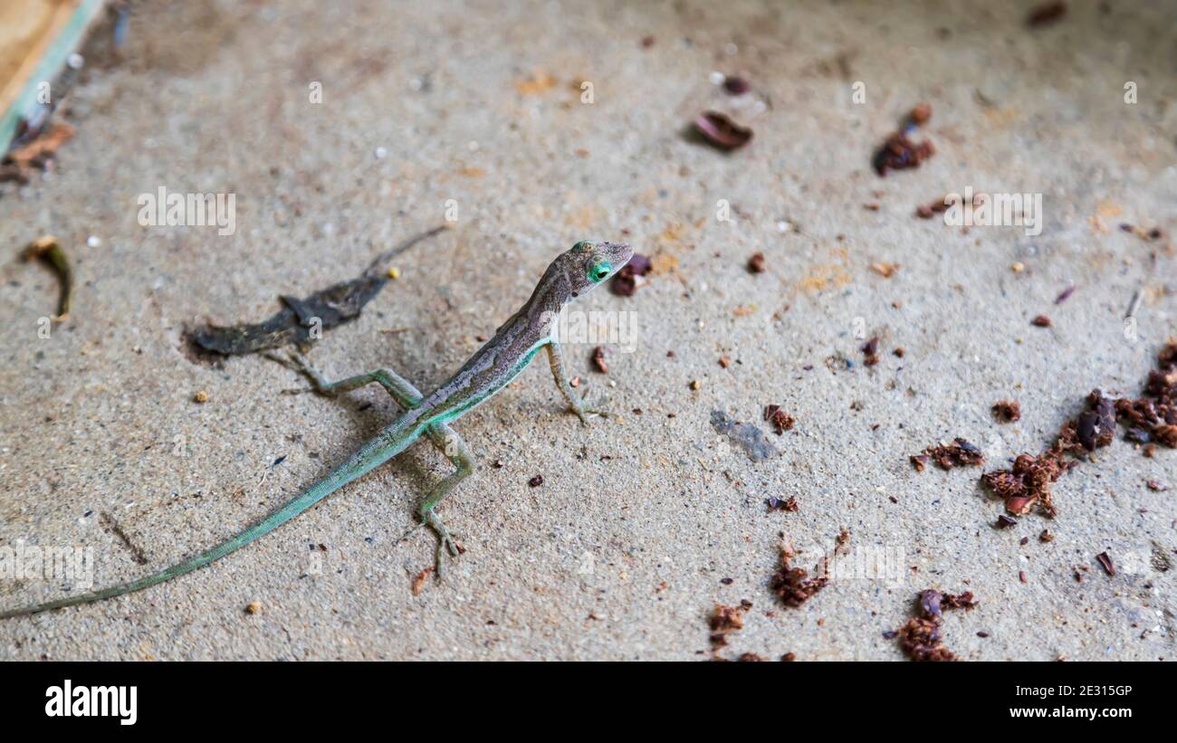 Green lizard stationary on a concrete floor waiting for worms in patched cocoa to surface to eat them Stock Photo