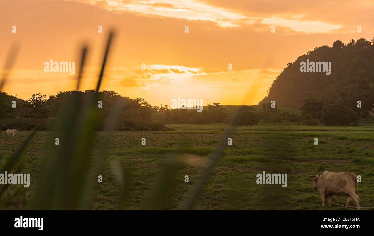 Sunset over a grazing area for cows Stock Photo