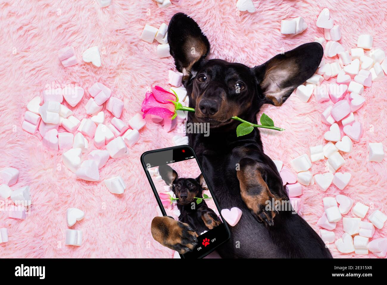 sausage dachshund dog looking and staring at you ,while lying on bed