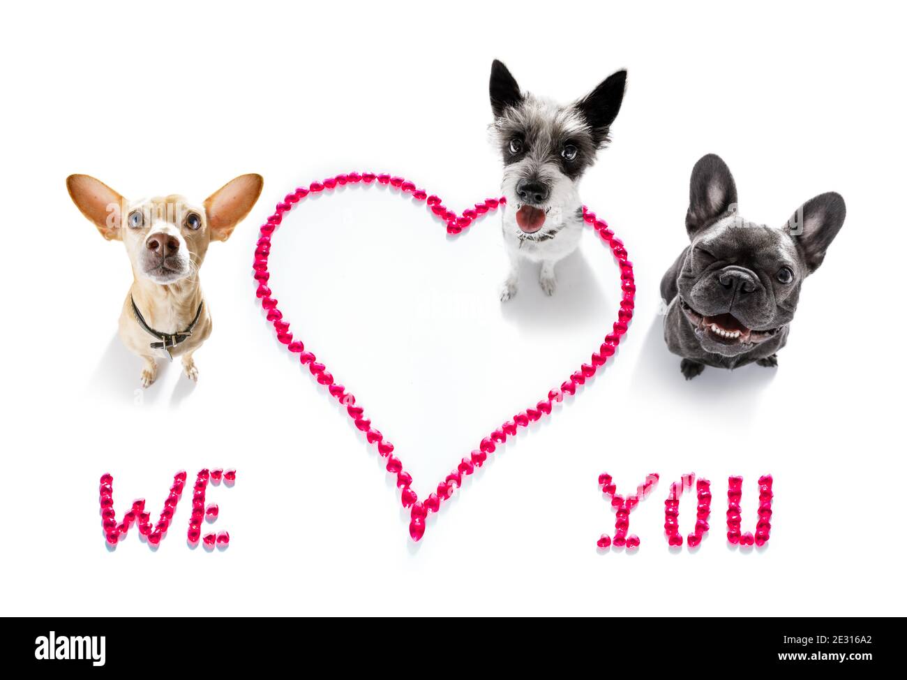 Why Do We Love Dogs So Much