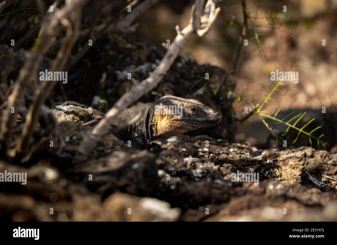 Giant lizard from Gran Canaria in the Viera y Clavijo Botanical Stock Photo