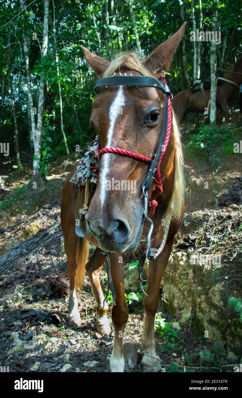 Caballo en el Salto El Limón, Samaná, República Dominicana | Horse at Salto El Limón, Samaná, Dominican Republic Stock Photo