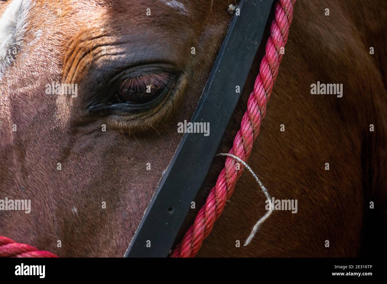 Plano detalle del ojo de un caballo | Horse eye close up Stock Photo