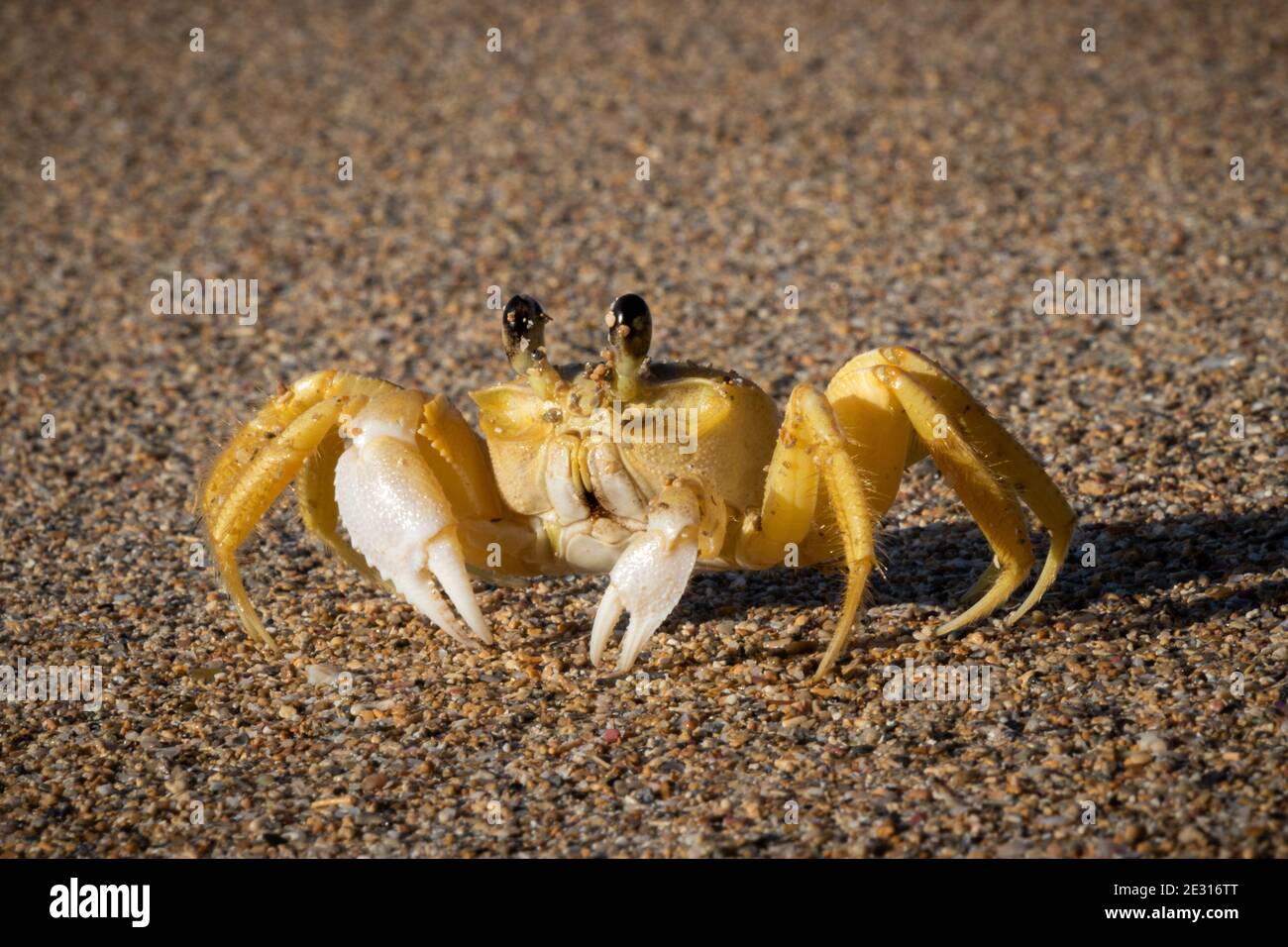 Cangrejo fantasma alerta en la orilla del mar, República Dominicana | Alert ghost crab on the seashore, Dominican Republic Stock Photo