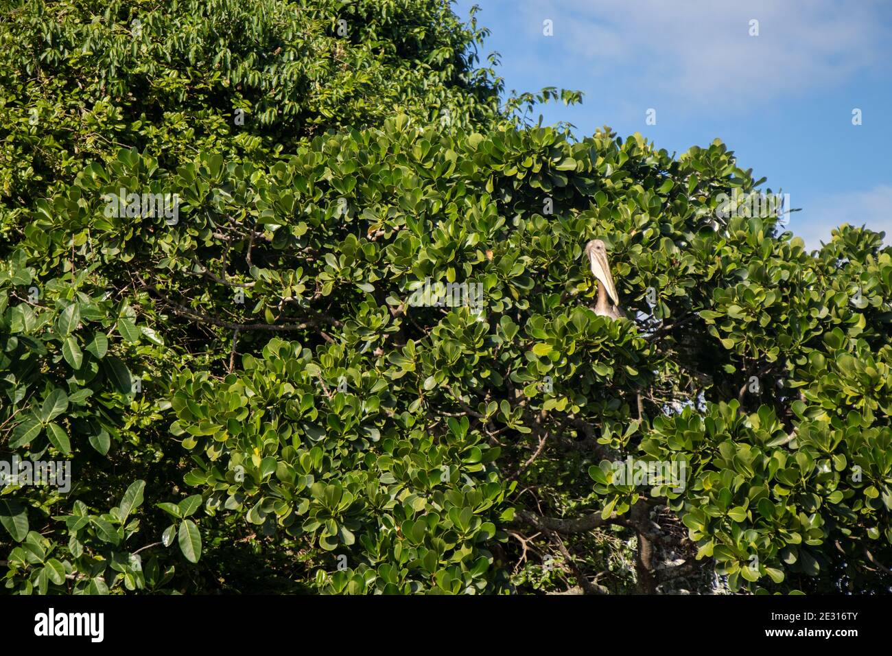 Pelicano descansando en el Parque Nacional Los Haitises, República Dominicana | Pelicano resting at Haitises National Park, Dominican Republic Stock Photo