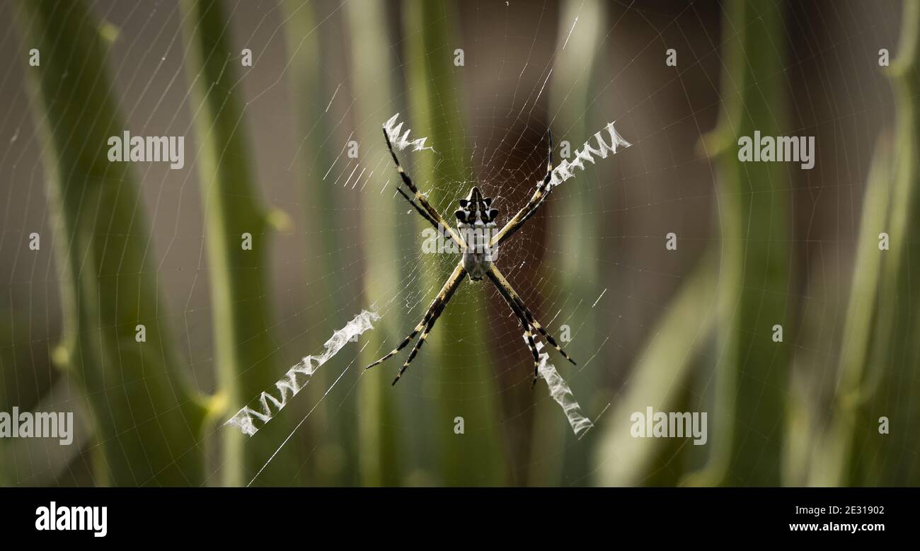 Selective focus shot of Argiope Pulchella spider on the net Stock Photo ...