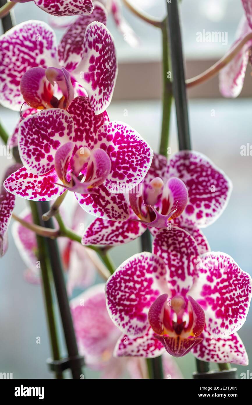 Beautiful orchids Stock Photo
