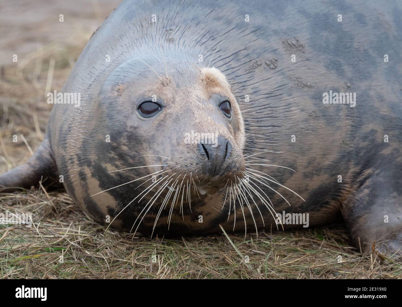 Close up of the head of a grey seal as it lies on the sand. Prominent whiskers in detail and eyes wide open Stock Photo