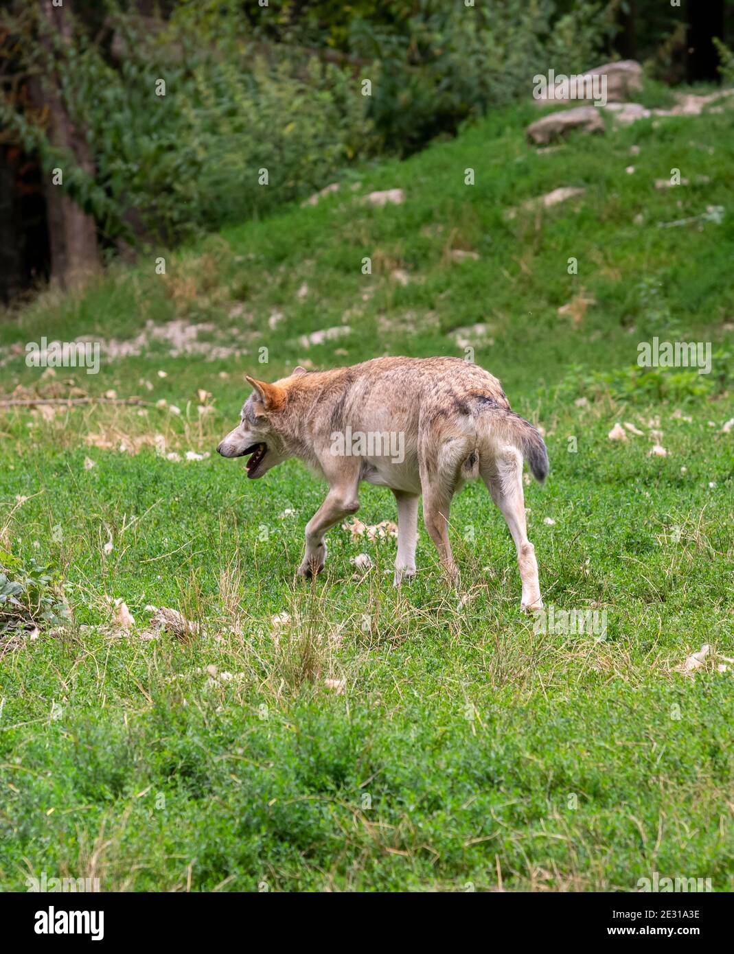 wolf in natural back at summer time Stock Photo