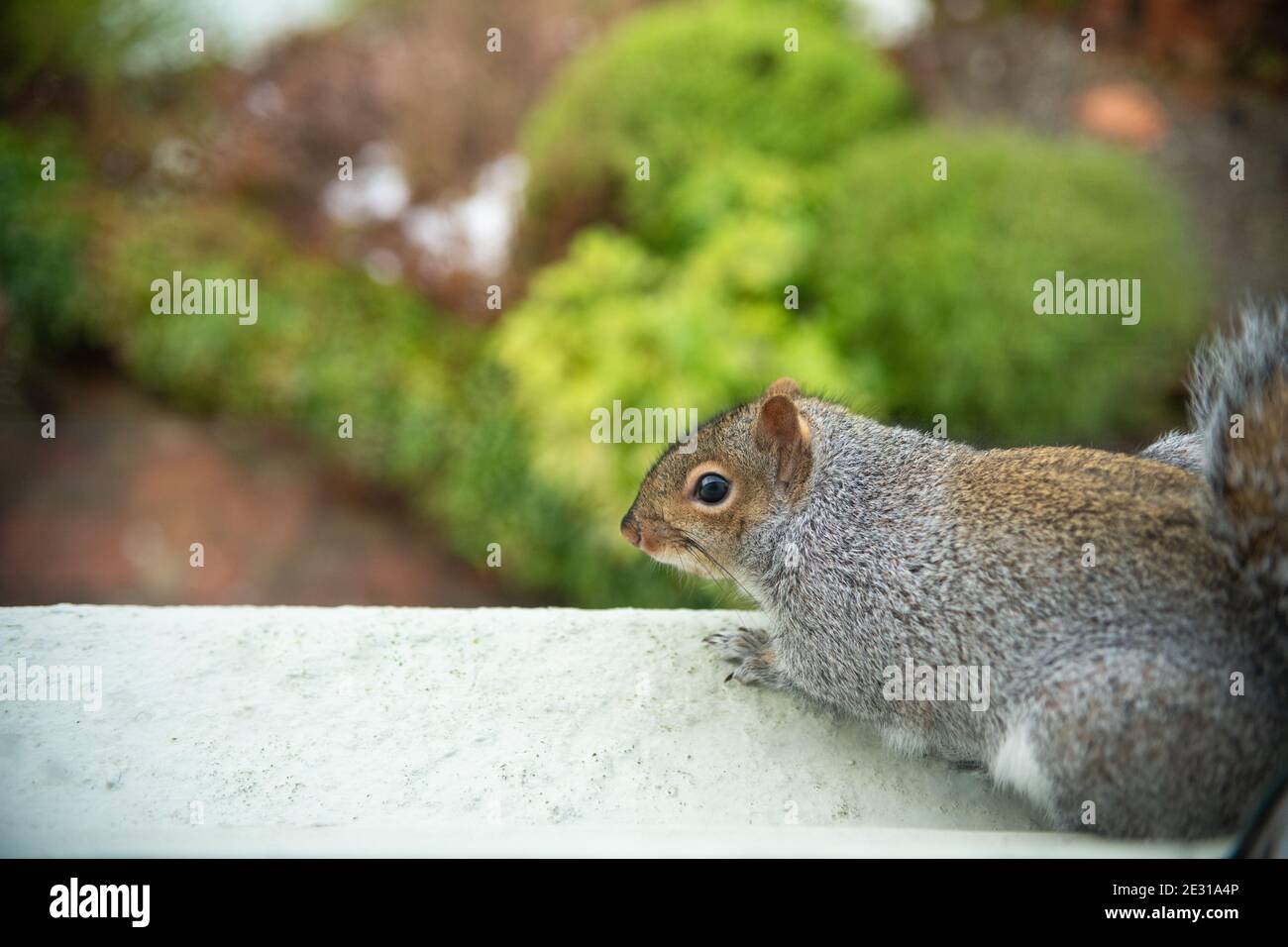 Grey Squirrel (Sciurus carolinensis) sitting on upstairs exterior windowsill looking down over garden (photograph taken from inside) - Scotland, UK Stock Photo