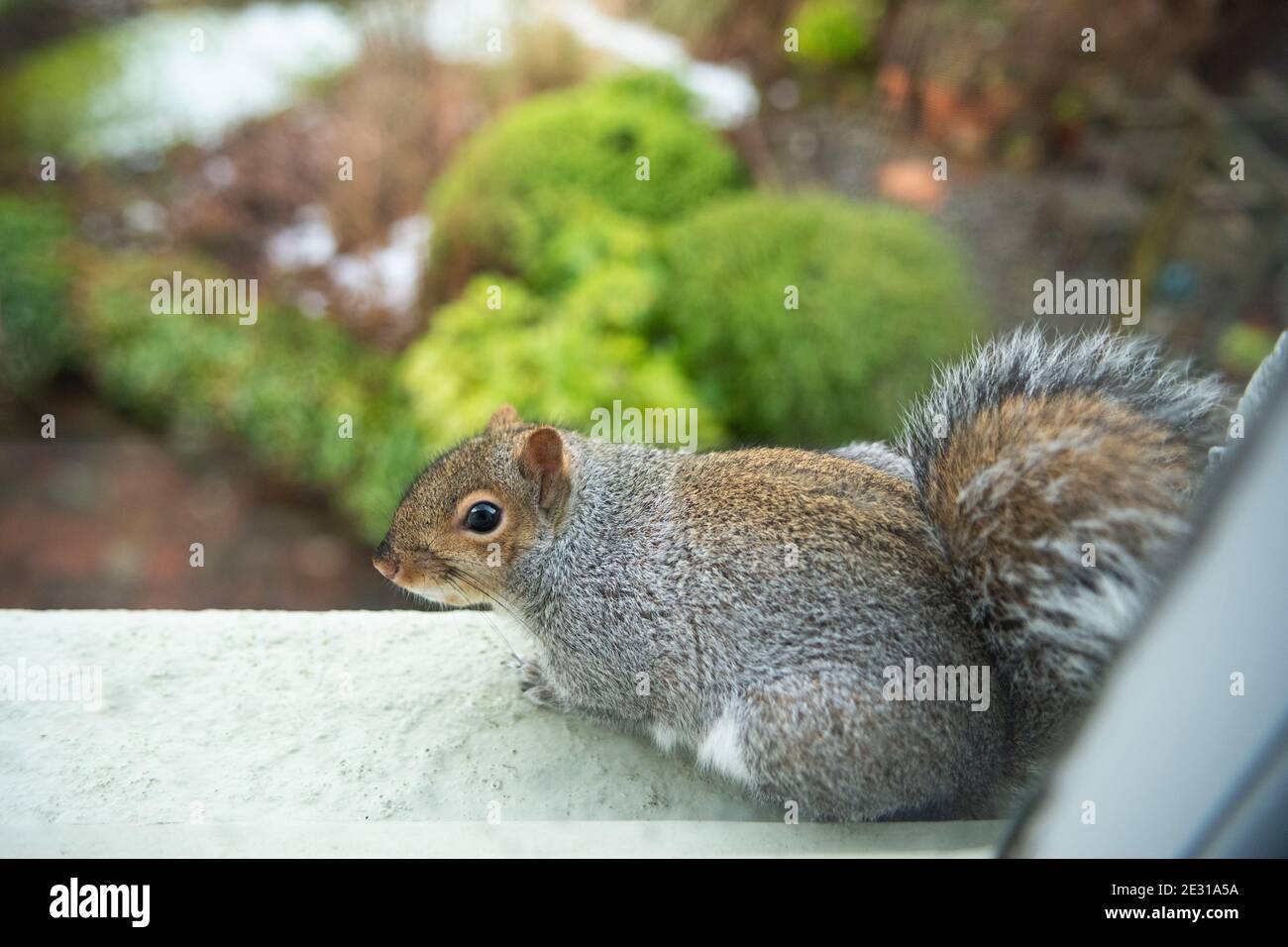 Grey Squirrel (Sciurus carolinensis) sitting on upstairs exterior windowsill looking down over garden (photograph taken from inside) - Scotland, UK Stock Photo