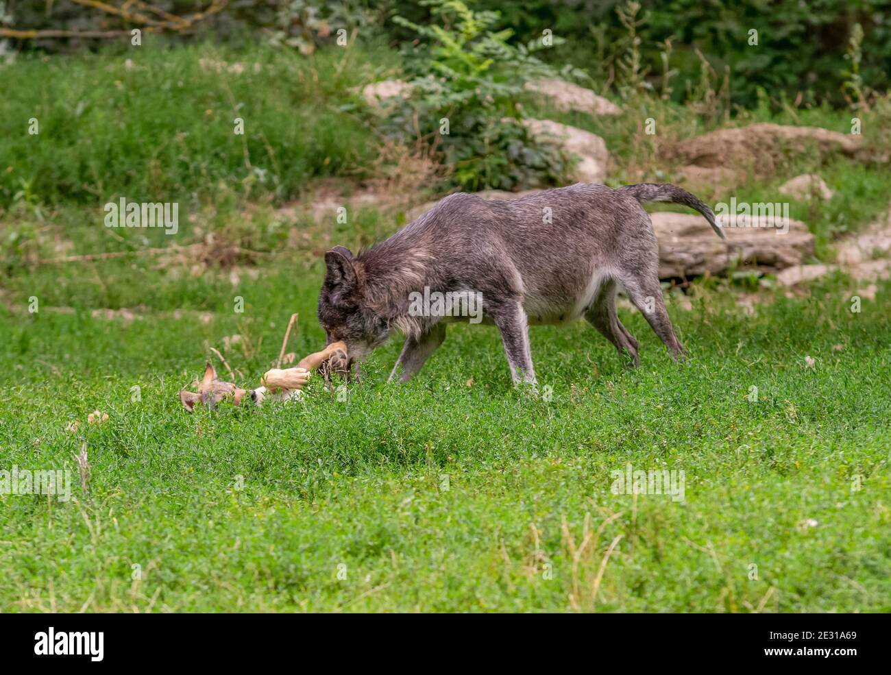 2 wolves playing in natural back at summer time Stock Photo