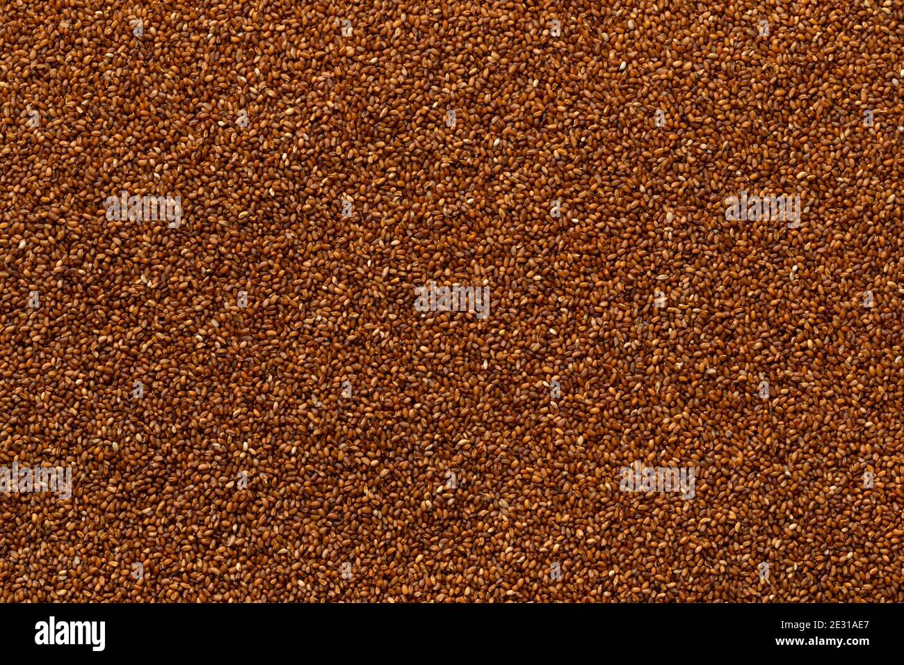 Teff raw edible seed close up full frame as a background Stock Photo