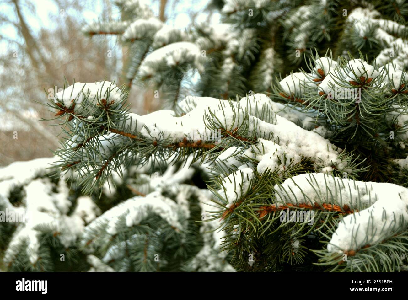Branches of pine tree with snow. Close up Stock Photo - Alamy