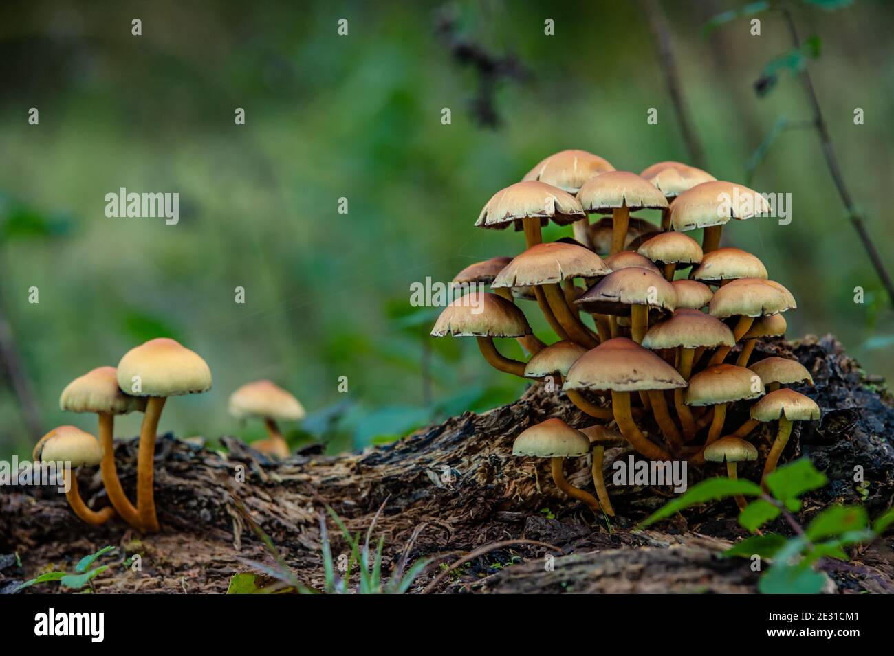 Group of small yellow brown Galerina Marginata mushrooms toadstools isolated on a tree trunk Stock Photo