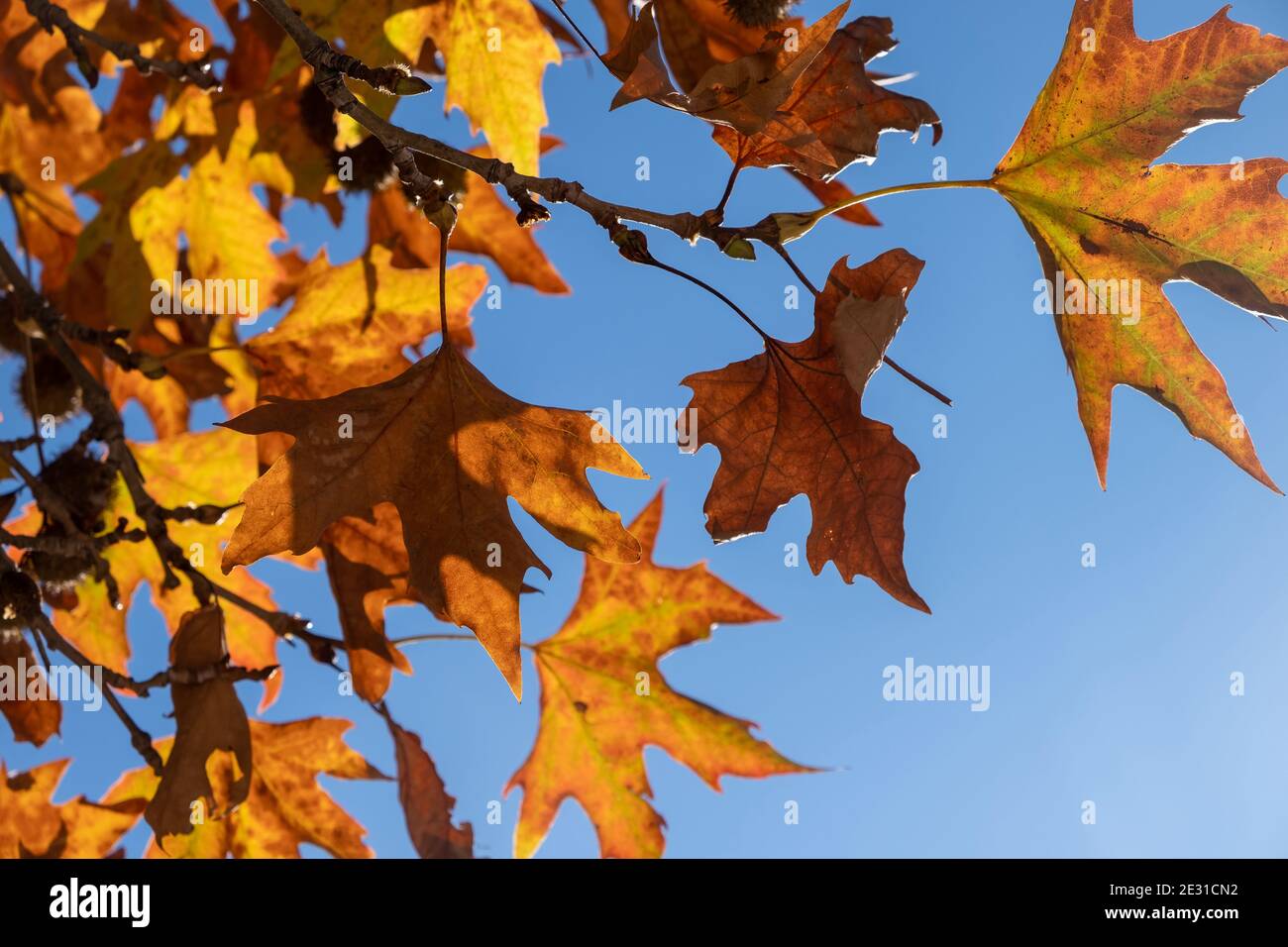 Plane tree dry brown yellow leaves an autumn day. Sunlight on platanus rich foliage, blue sky background, Under view of branches, deciduous plant, pla Stock Photo