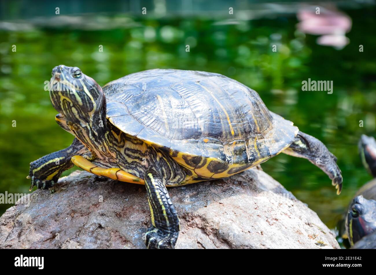 Turtle in Oceanogràfic, Valencia, Spain Stock Photo