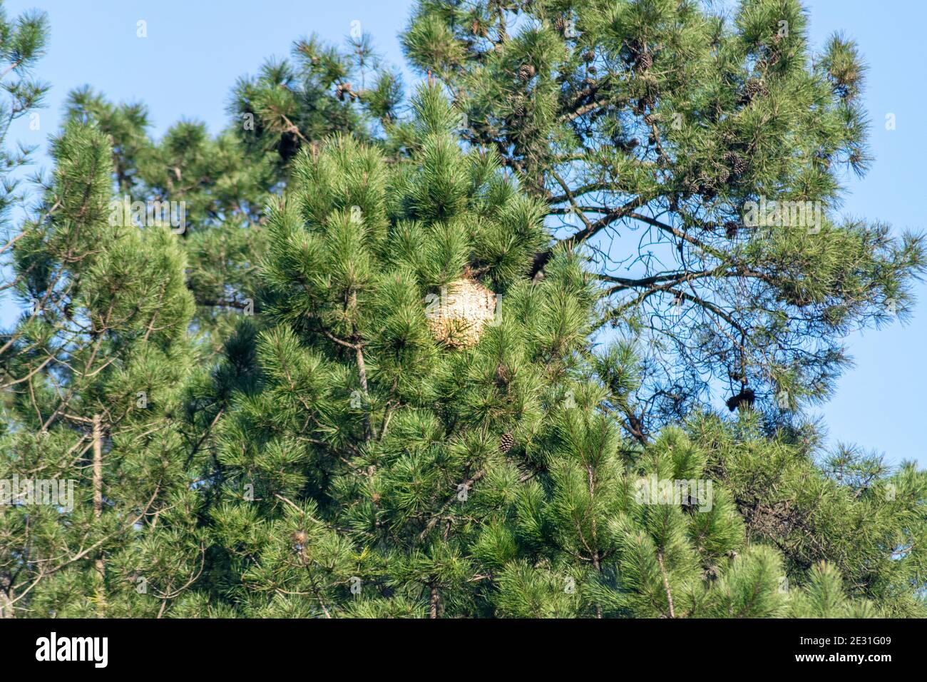 Asian Hornet nest on pine tree Stock Photo