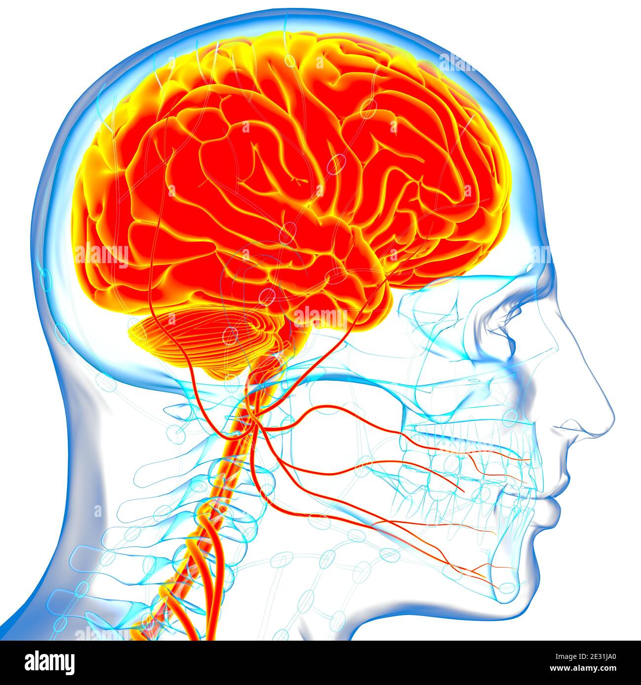 Human Brain Anatomy For Medical Concept 3D Illustration Stock Photo Alamy
