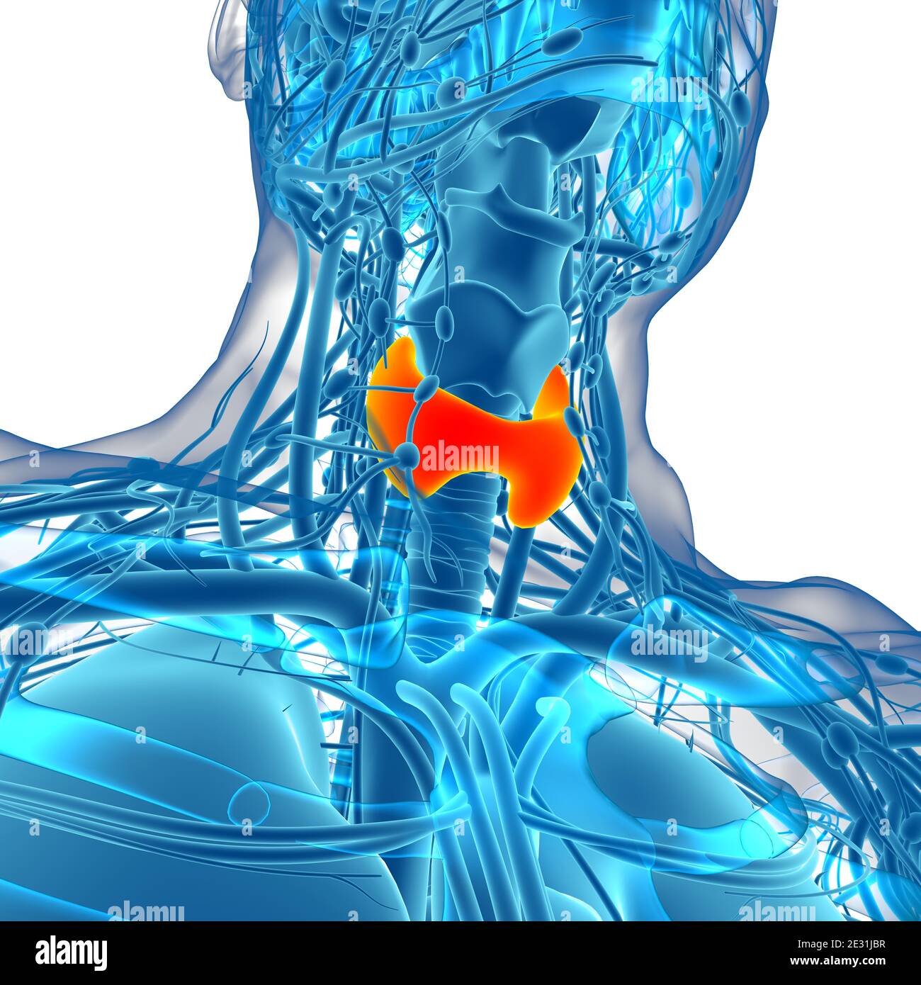 Thyroid Gland Anatomy For Medical Concept 3D Illustration Stock Photo