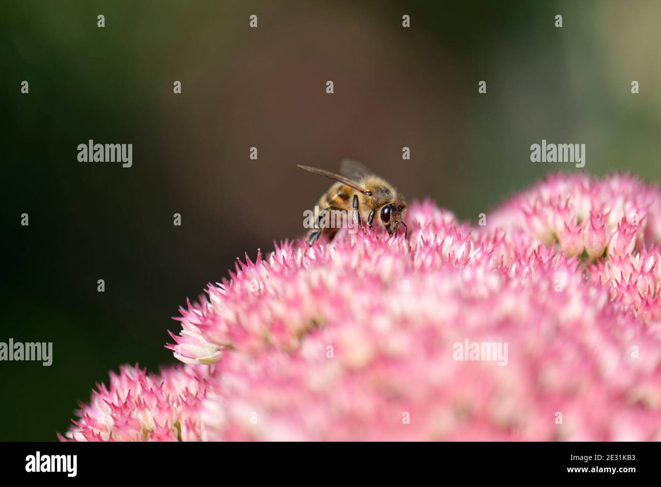 Honey Bee on Sedum Flowers [4 of 6] Stock Photo Alamy