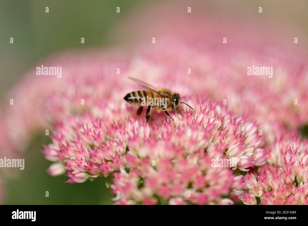 Honey Bee on Sedum Flowers [2 of 6] Stock Photo Alamy
