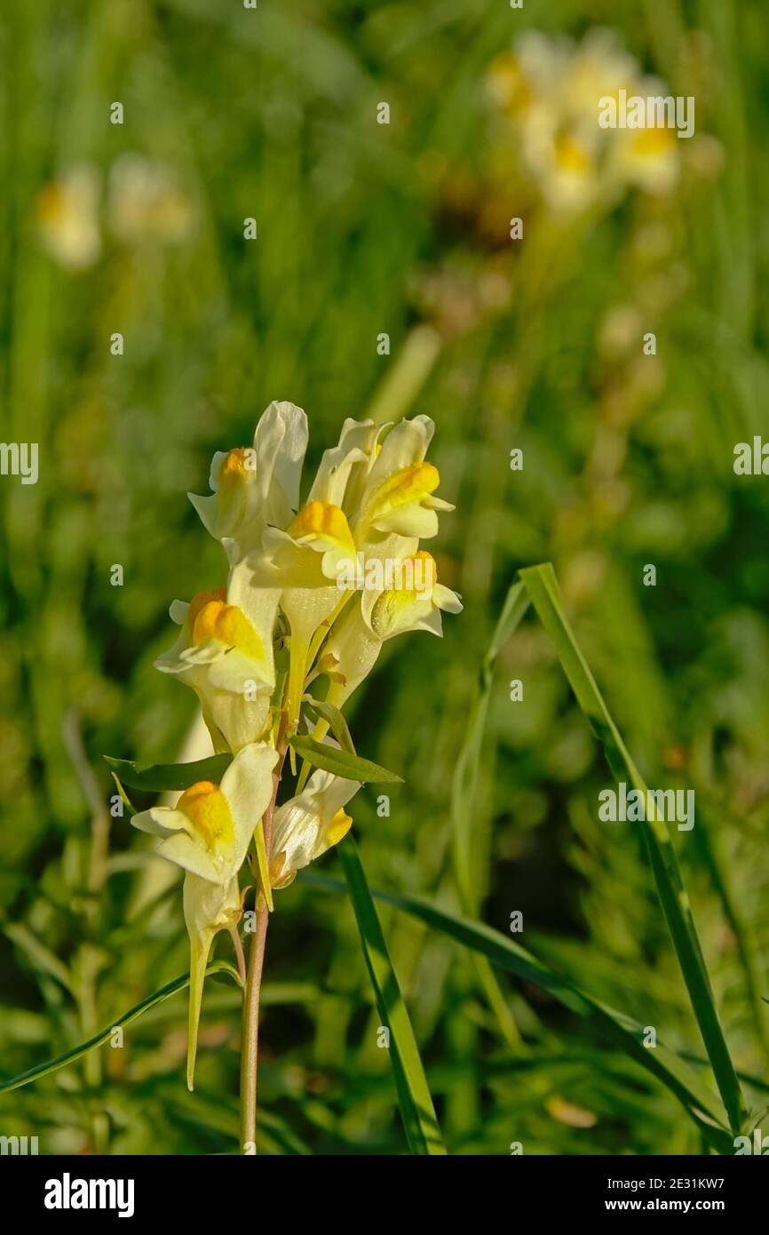 Yellow rattle flowers hi-res stock photography and images - Alamy