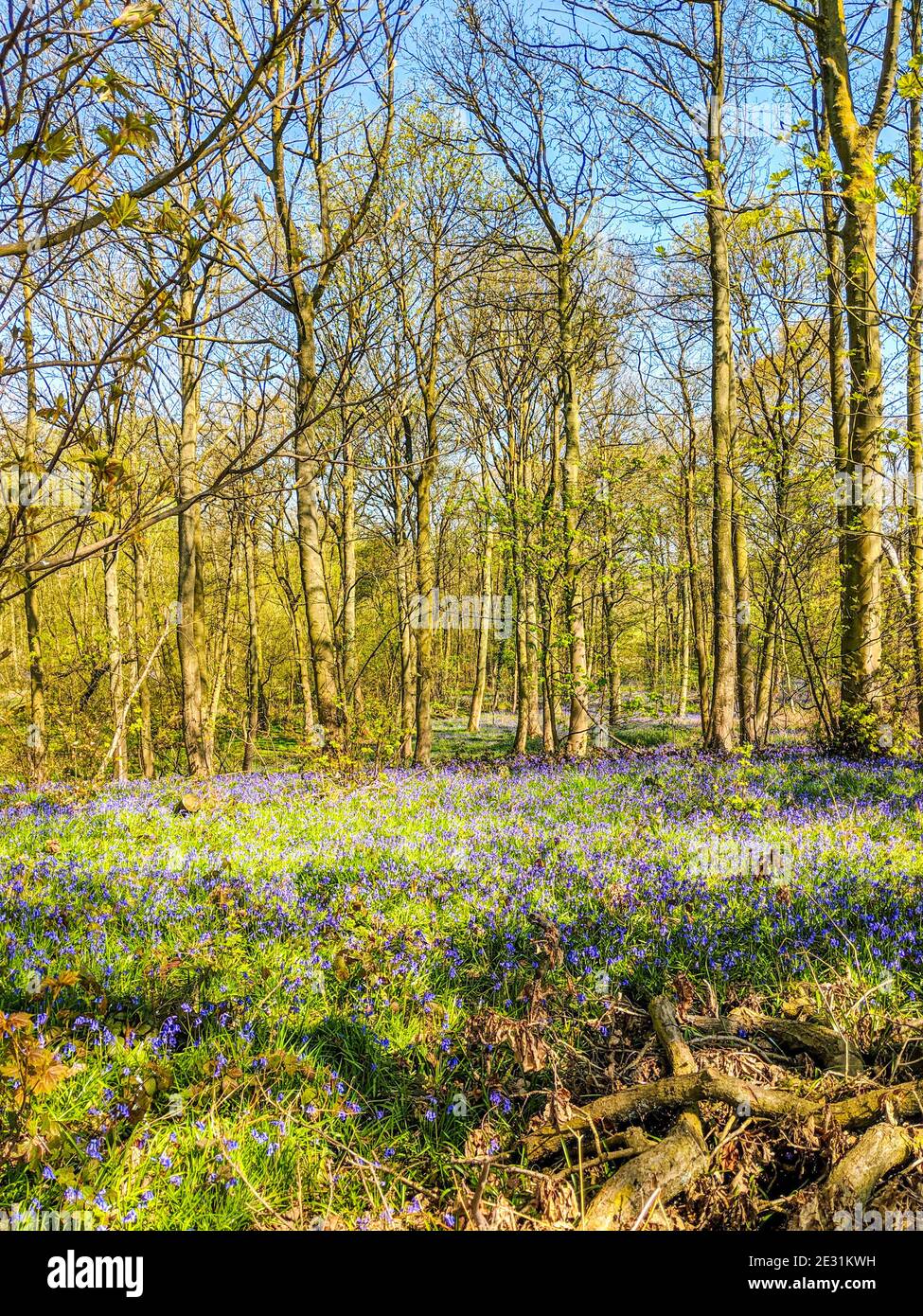 Common bluebells (Hyacinthoides non-scripta) and leafless trees during Spring in Lindley Wood, North Yorkshire, UK. Stock Photo