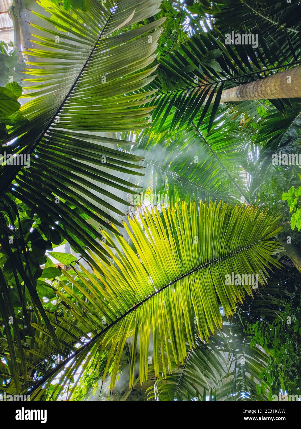 Rare palm trees (species Ravenea moorei and Dypsis carlsmithii) with large green leaves and mist in the Palm House of Royal Botanic Gardens, Kew. Stock Photo