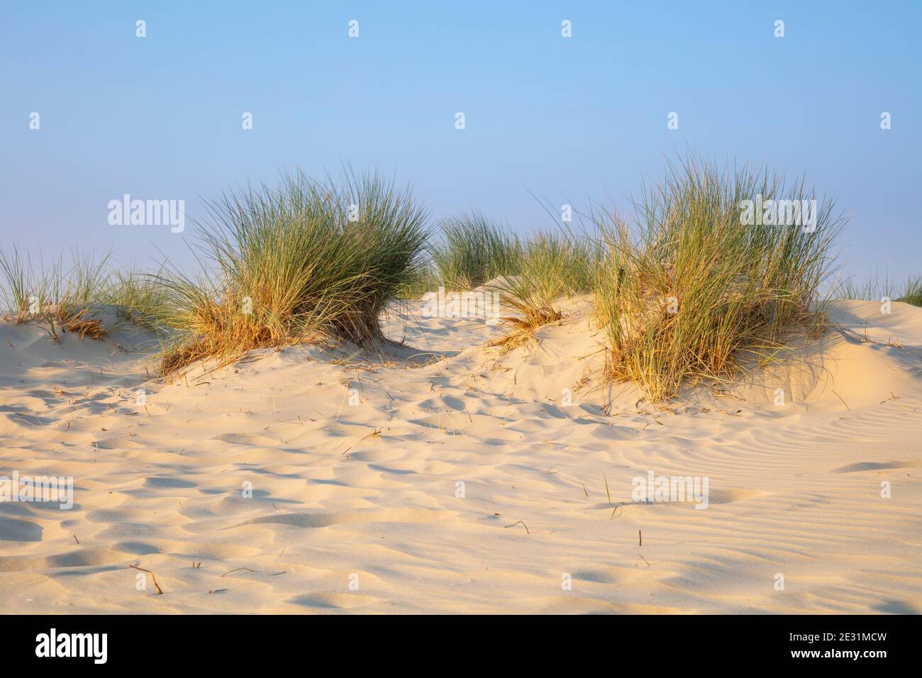 Dune landscape at the Nationalpark Wadden sea, Borkum, East Frisian Island, East frisia, Lower Saxony, Germany, Europe Stock Photo
