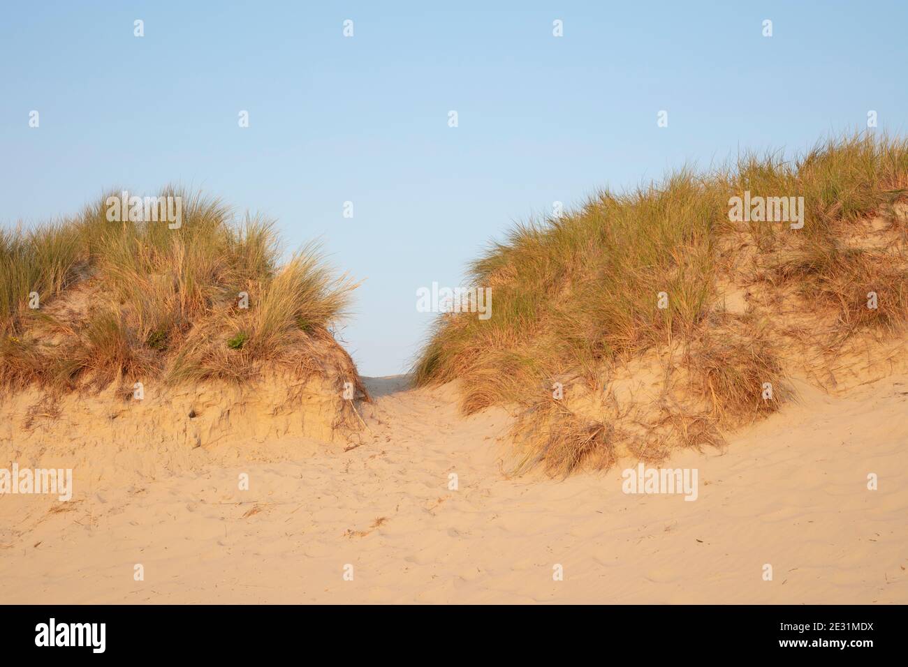 Dune landscape at the Nationalpark Wadden sea, Borkum, East Frisian Island, East frisia, Lower Saxony, Germany, Europe Stock Photo