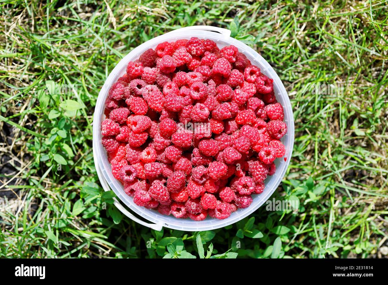 Fresh red raspberries in a plastic bucket on an green grass Stock Photo