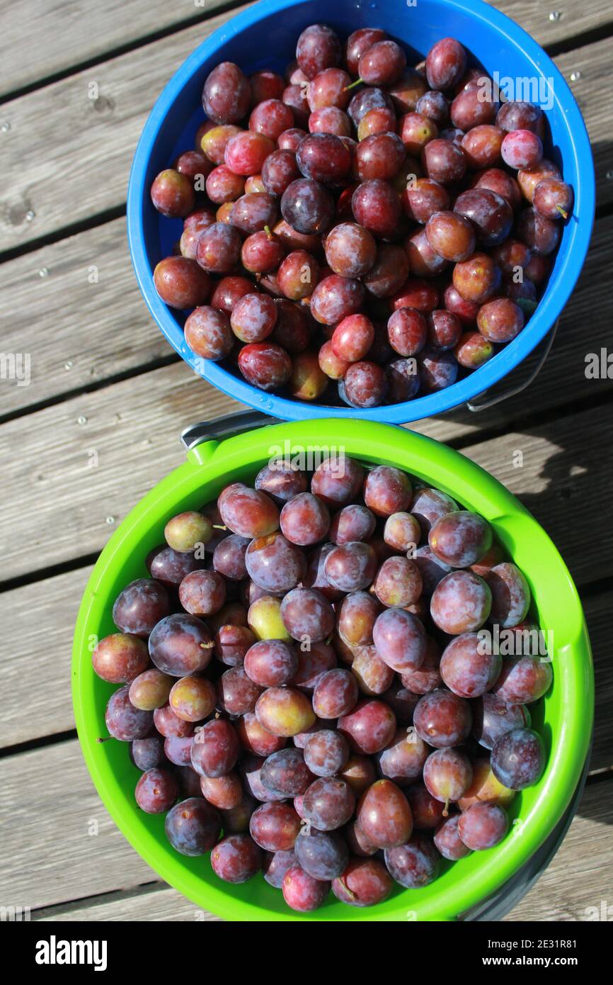 Bucket with harvest hires stock photography and images Alamy