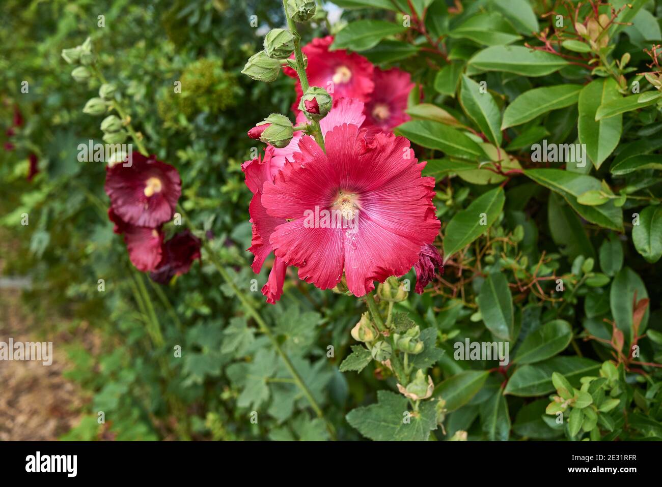 Alcea rosea pink and red flowers Stock Photo