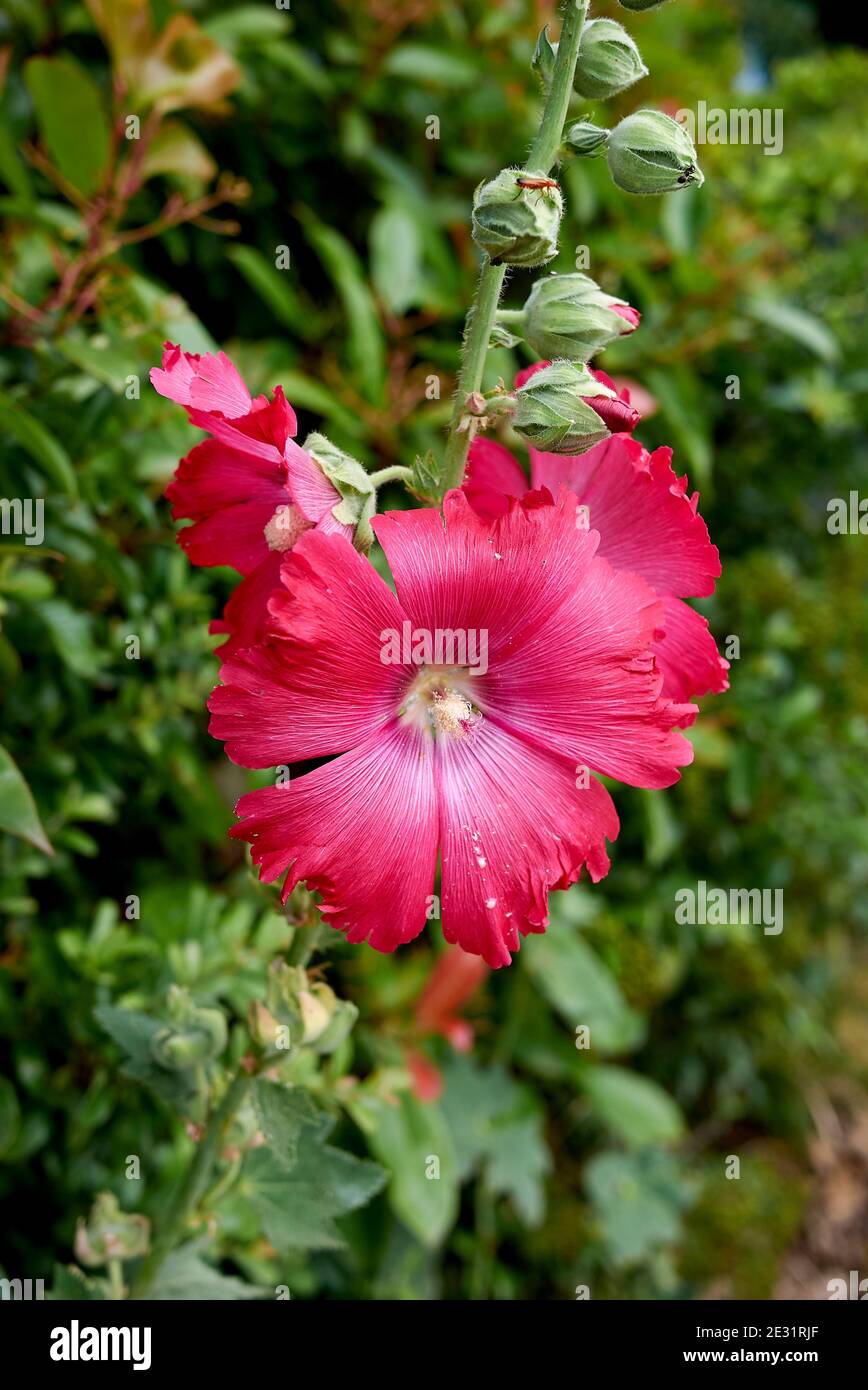 Alcea rosea pink and red flowers Stock Photo