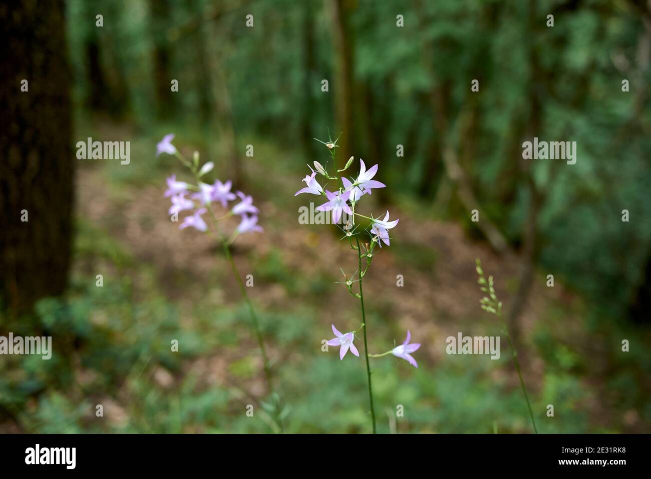 Campanula rapunculus violet flowers Stock Photo