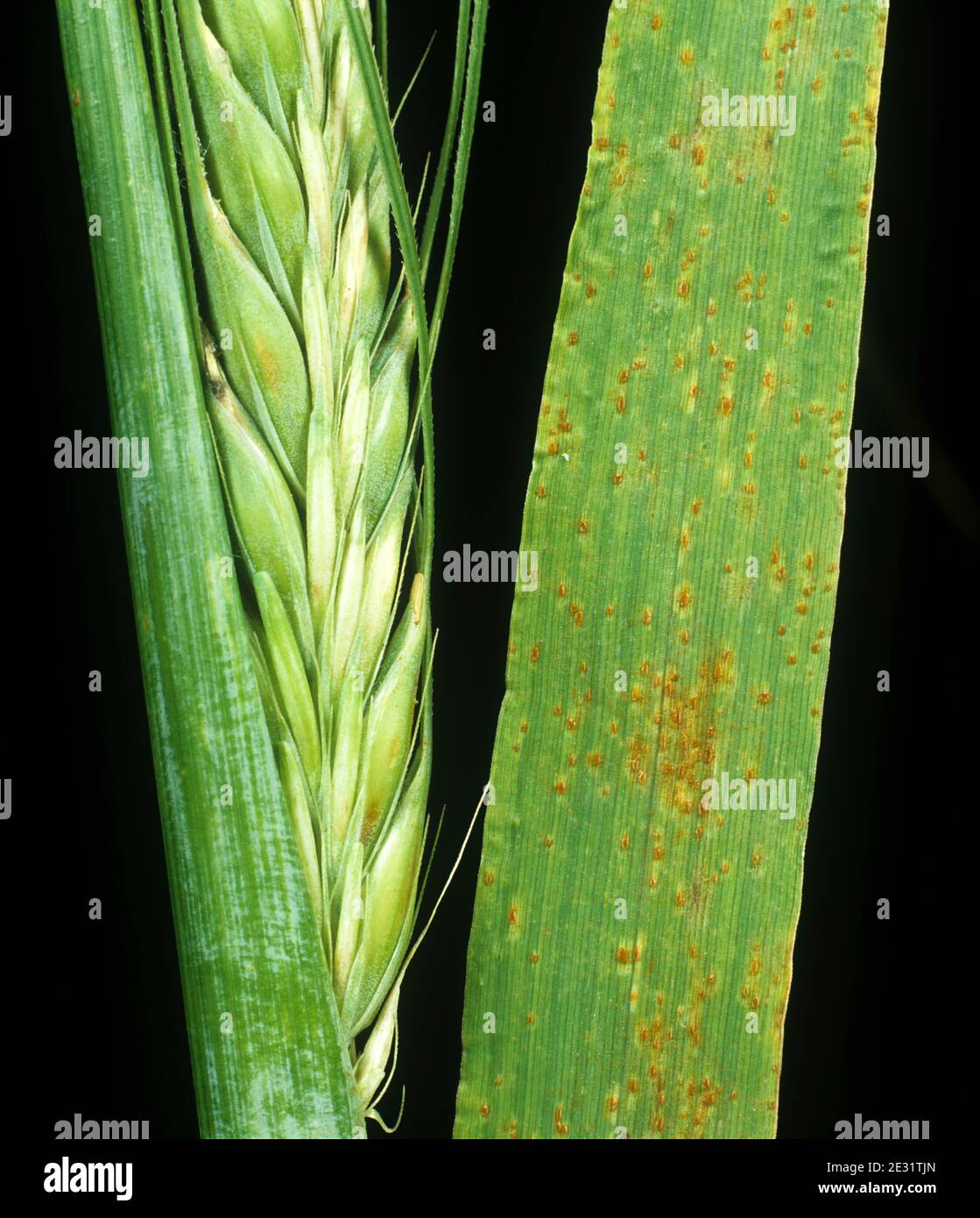Brown rust (Puccinia hordei) pustules of infection on barley flag leaf from crop plant in ear Stock Photo