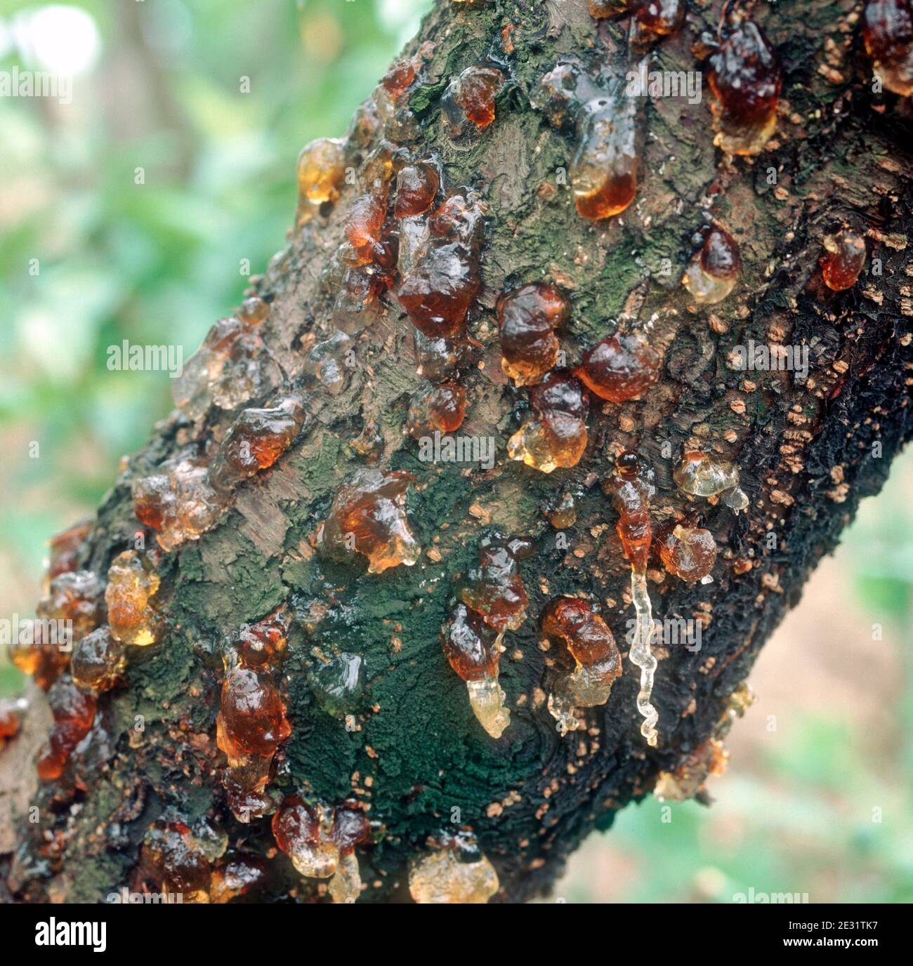 Severe bacterial blight Pseudomonas syringae) gummosis exudation on the trunk of a crop peach tree Stock Photo