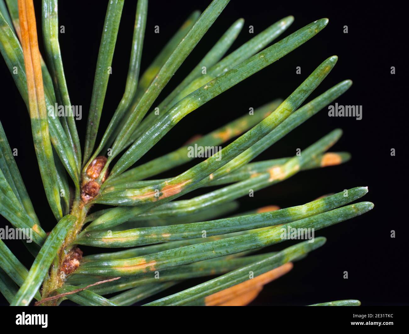 Needle cast (Rhabdocline pseudotsugae) discolouration and symptoms of infection on douglas fir needles Stock Photo