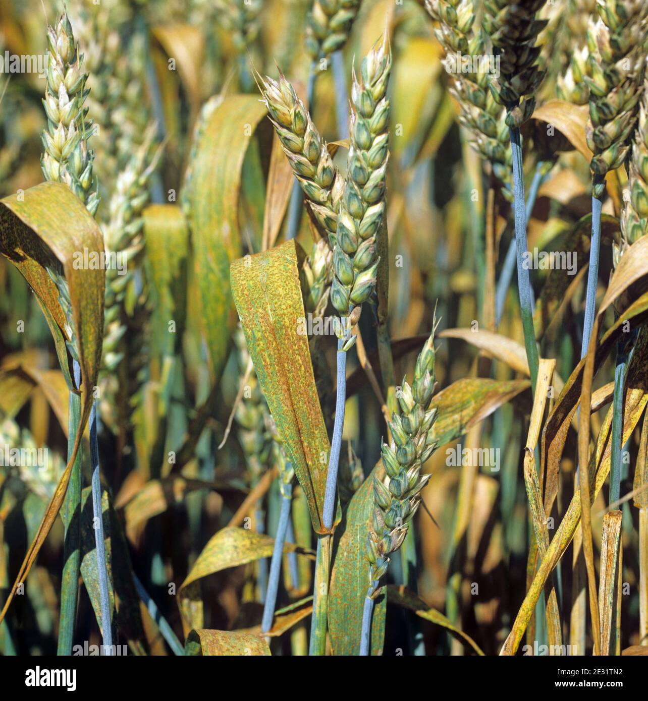 Wheat leaf rust or brown rust (Puccinia triticina) infection on the flagleaves and crop of a winter wheat in ear Stock Photo