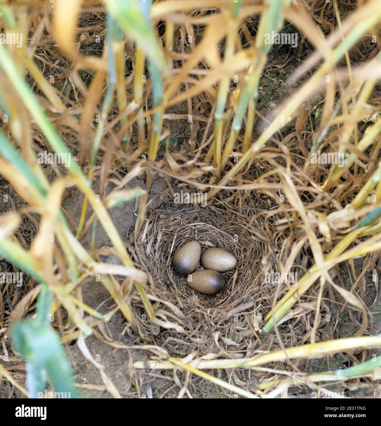 Skylark (Alauda arvensis) nest with three eggs on the ground at the base of a wheat crop in ear and senescing before harvest. Stock Photo