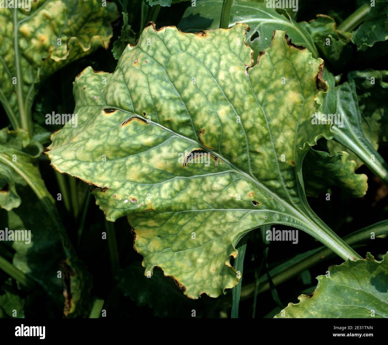 Beet yellow virus hires stock photography and images Alamy