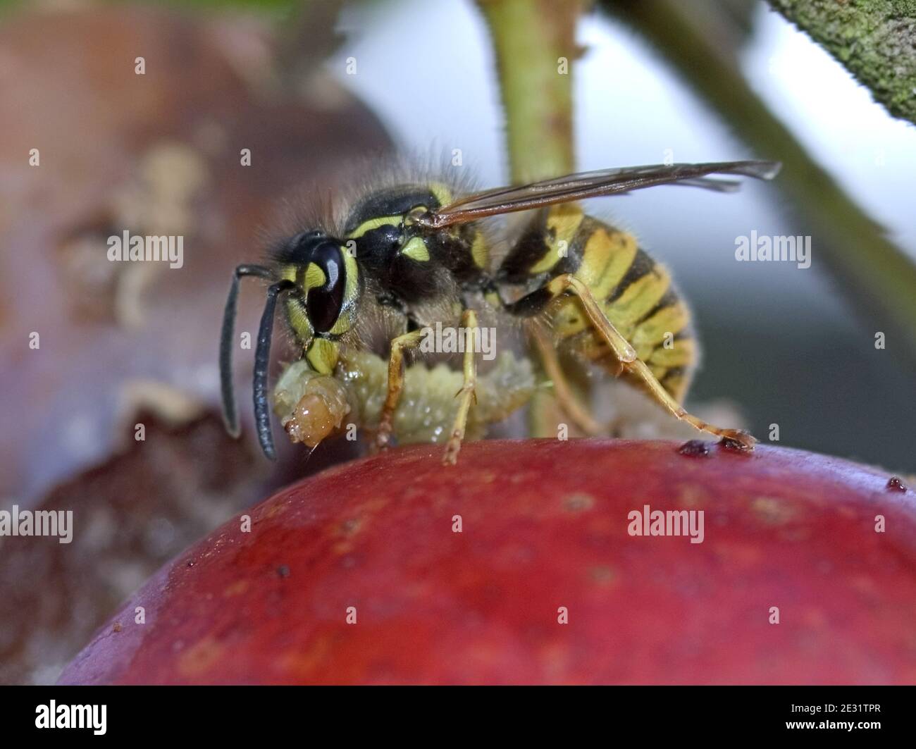 A European common wasp (Vespula vulgaris) preying and feeding on a tortrix caterpillar pest on a plum tree, Devon, June Stock Photo