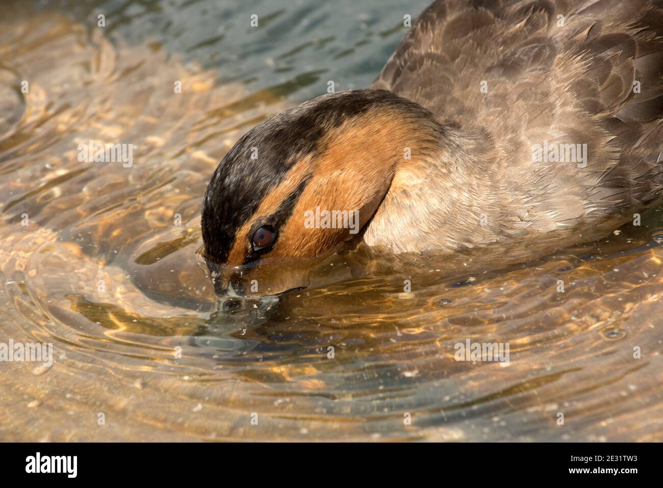 Phillippine duck (Anas luzonica) feeding on the bottom with beak submerged at the WWT, Arundel, West Sussex, July Stock Photo