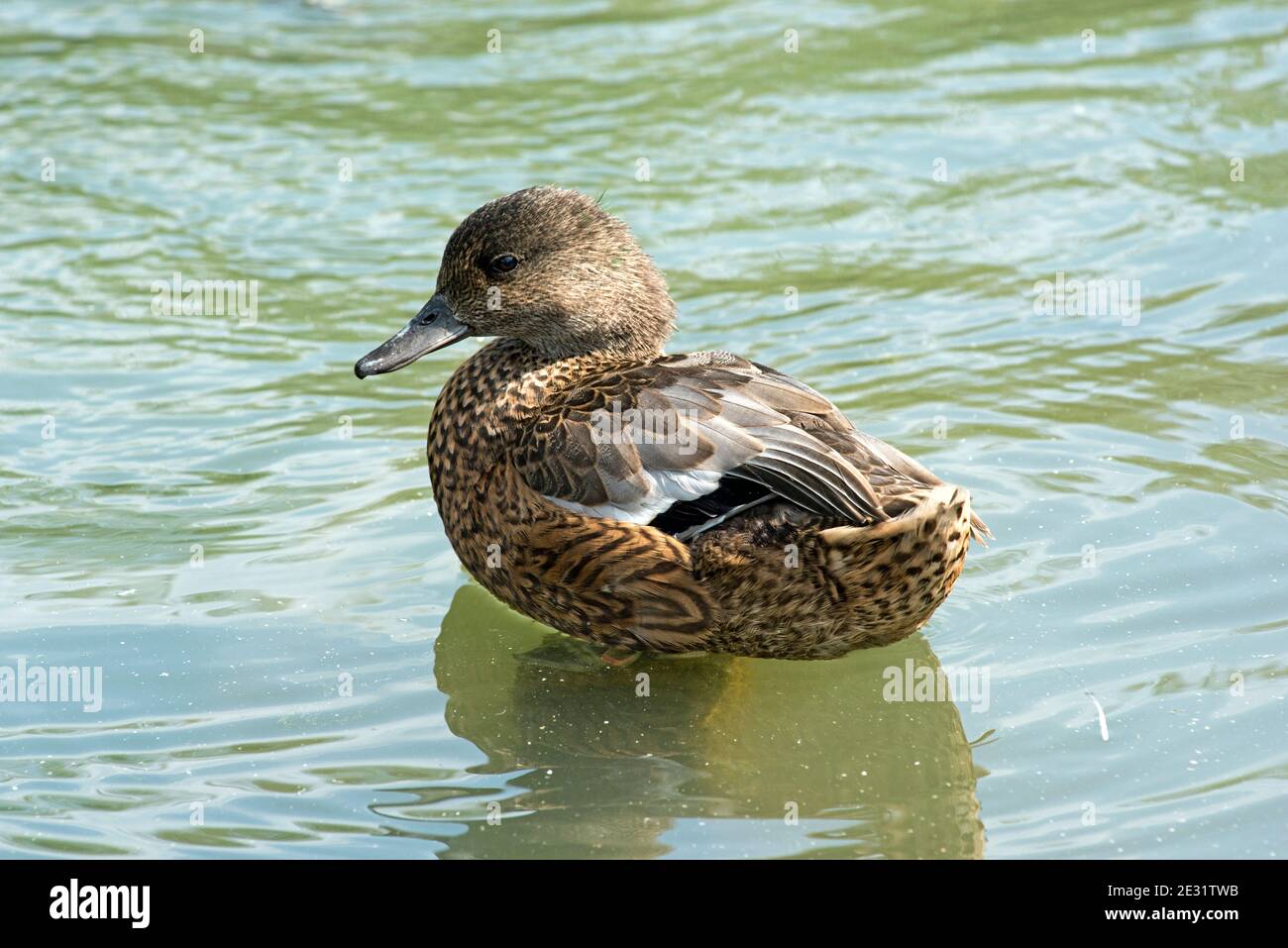 Falcated duck (Anas falcata) a male in non-breeding plummage a dabbling duck from the Palearctic, declining poppulation near threatened Stock Photo