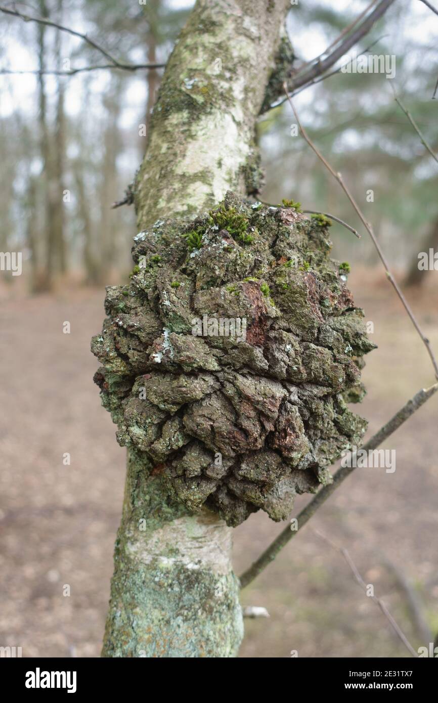 Large canker growth formed on the trunk of a young silver birch tree (Betula pendula), Berkshire, March Stock Photo