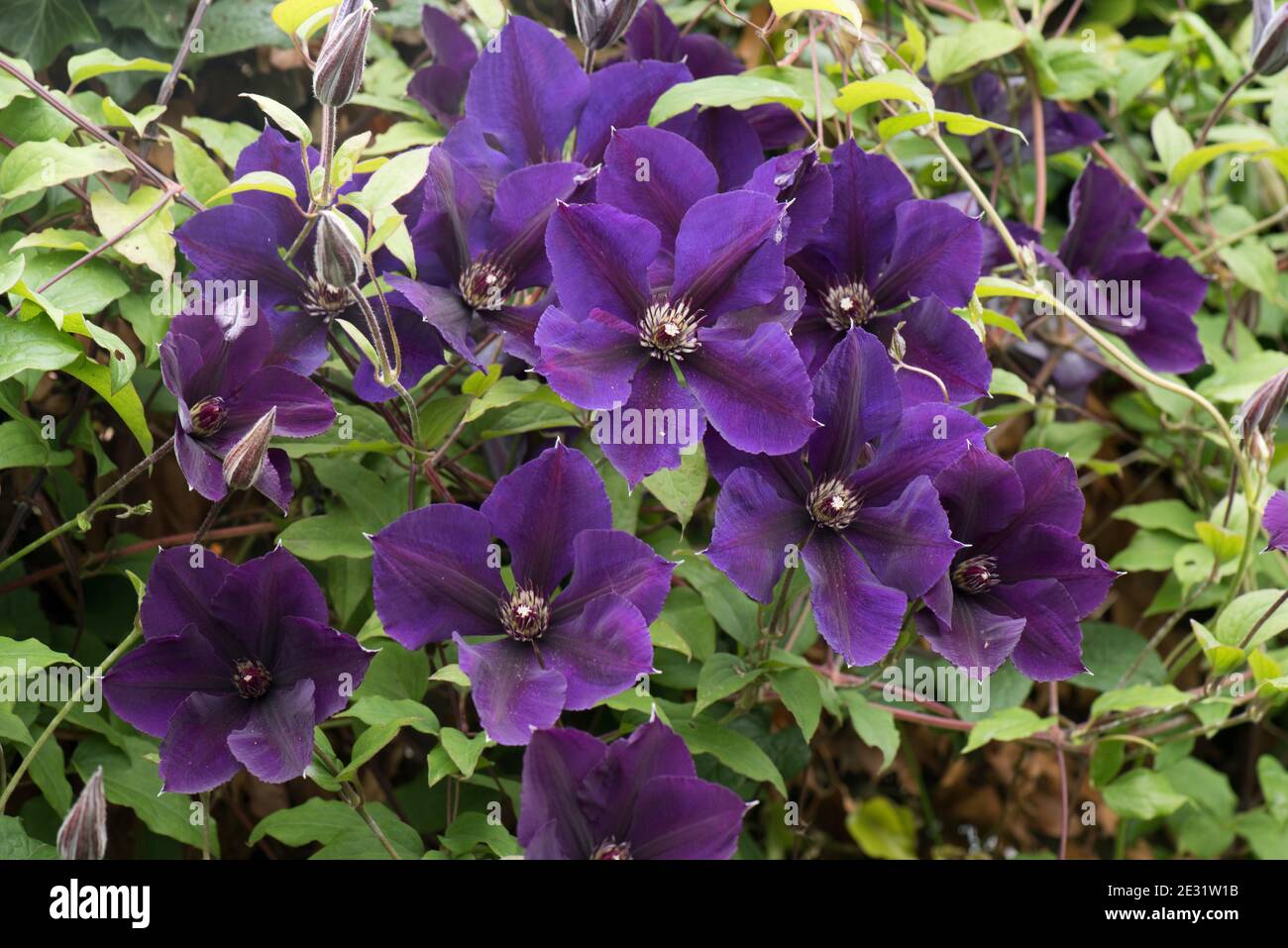 Clematis 'Gypsy Queen' a large late-flowered pruning group 3 blue climber among Pyracantha, Berkshire, July Stock Photo