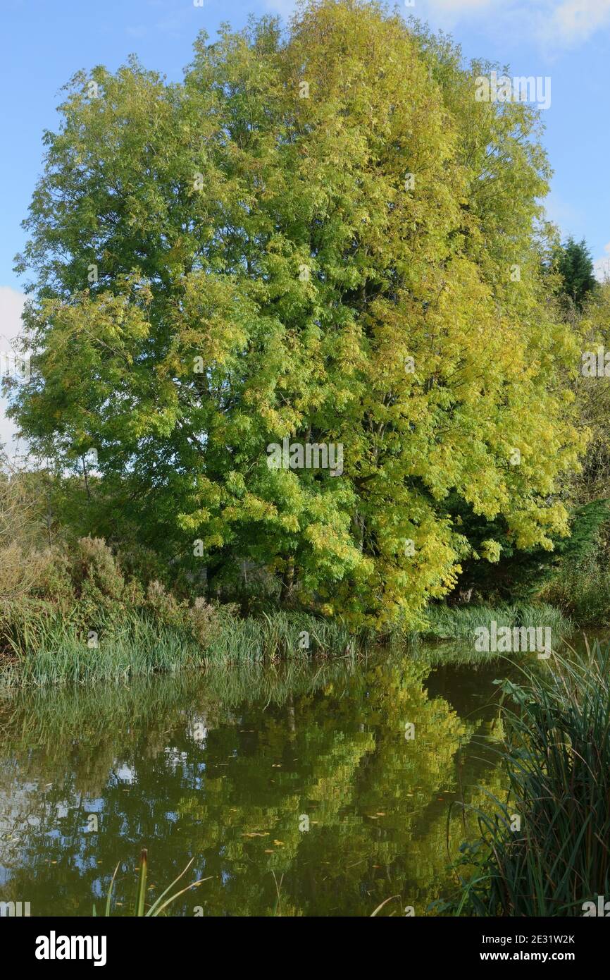 Ash and other autumn trees changing colour and reflected in the still waters of the Kennet and Avon Canal  on a fine day, Hungerford, Berkshire, Octob Stock Photo