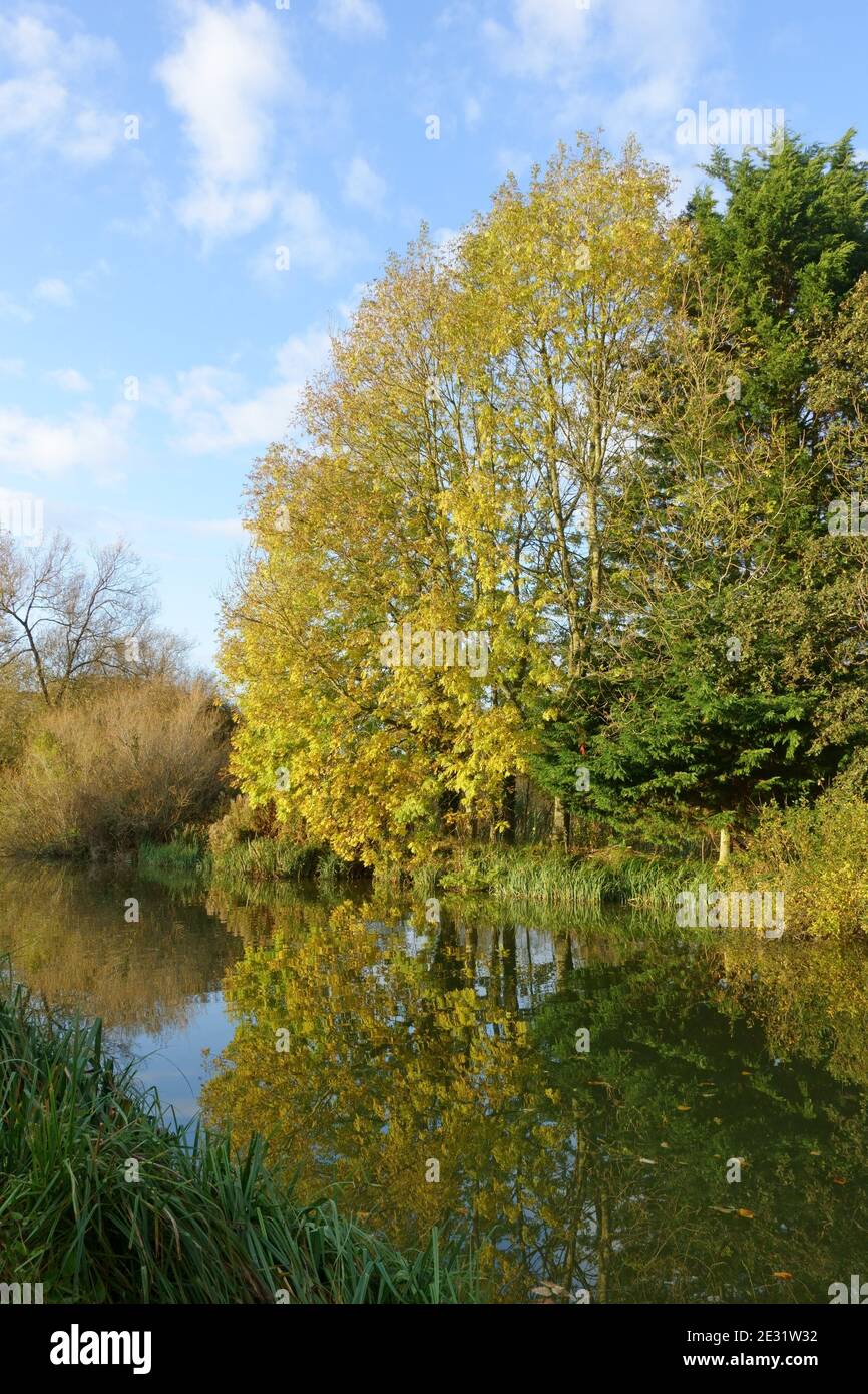 Ash and other autumn trees changing colour and reflected in the still waters of the Kennet and Avon Canal  on a fine day, Hungerford, Berkshire, Octob Stock Photo