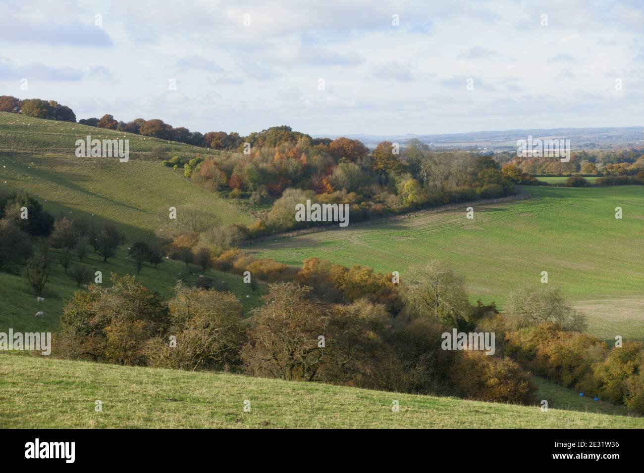 Hedgerows, copses and bushes in vivid autumn colours on chalk downland, North Wessex Downs near Hungerford, Berkshire, November Stock Photo